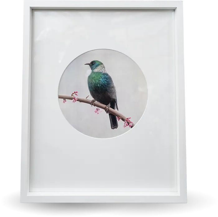 a framed picture of a native new zealand bird. A white frame with a cutout expertly framed by creative framing